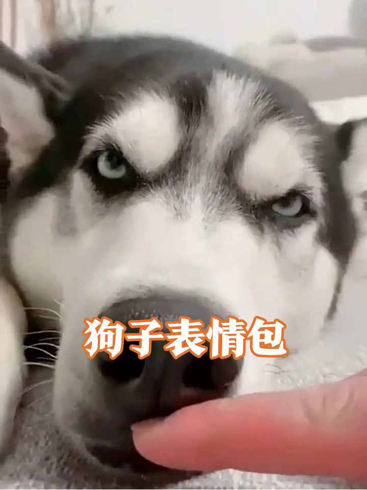 狗狗们的搞笑互动:从萌化到龇牙警告