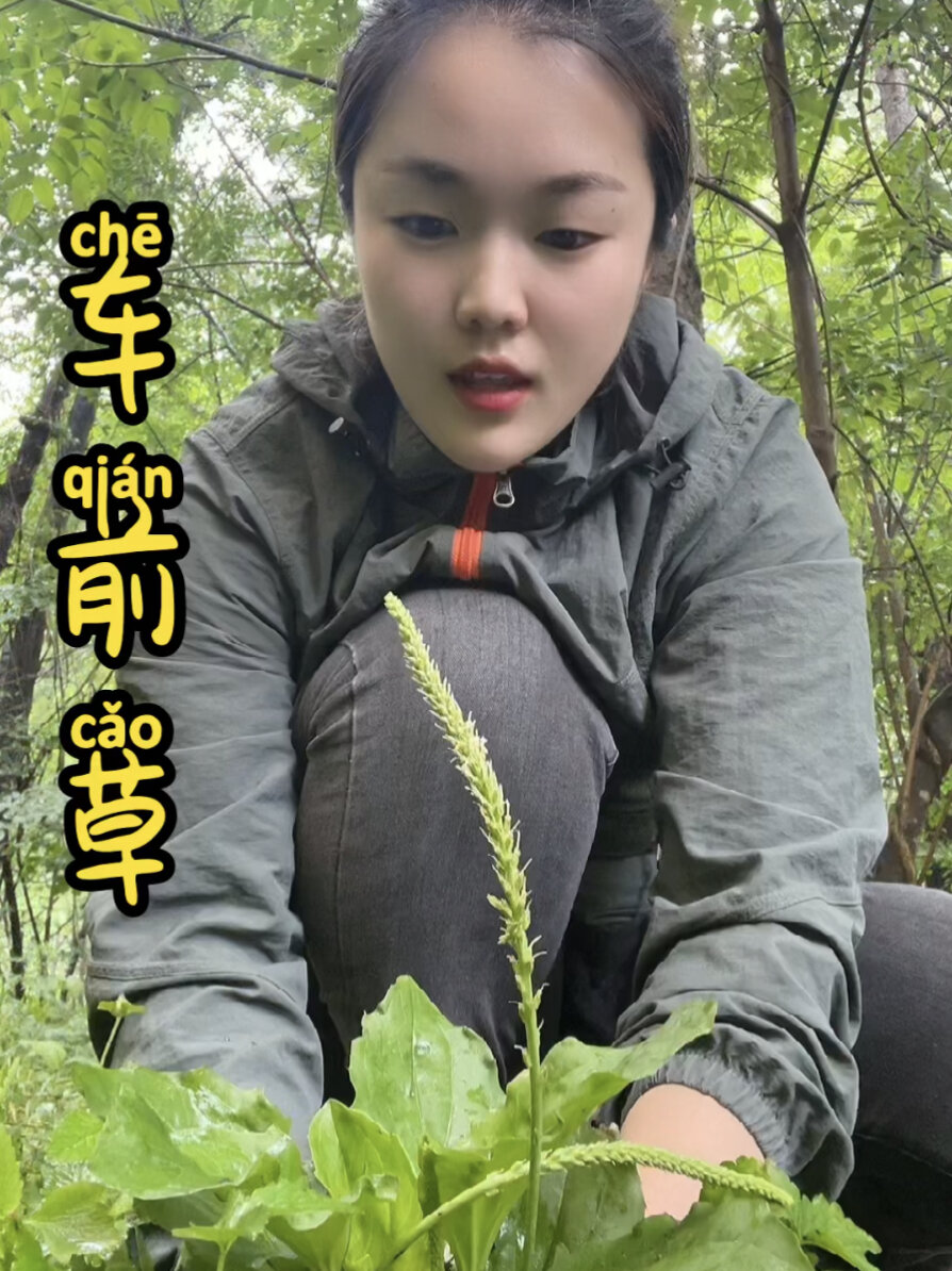 消肿止痛的中草药