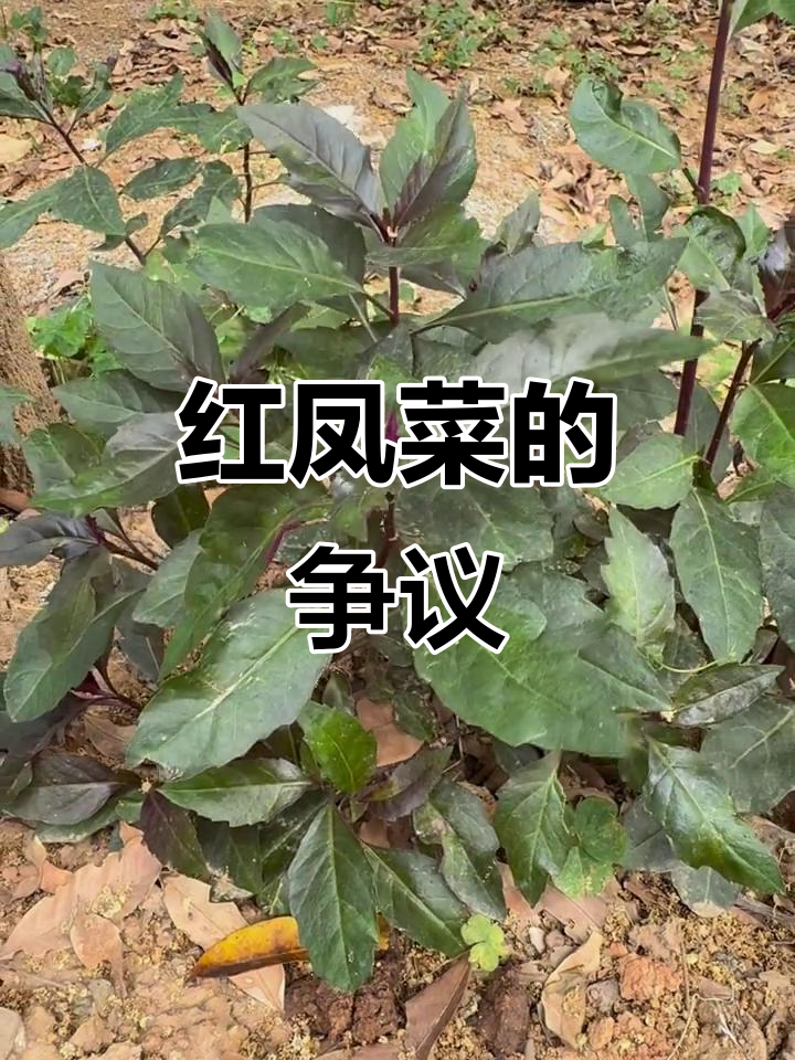 红凤菜:一种濒临灭绝的珍稀植物,到底能不能吃?