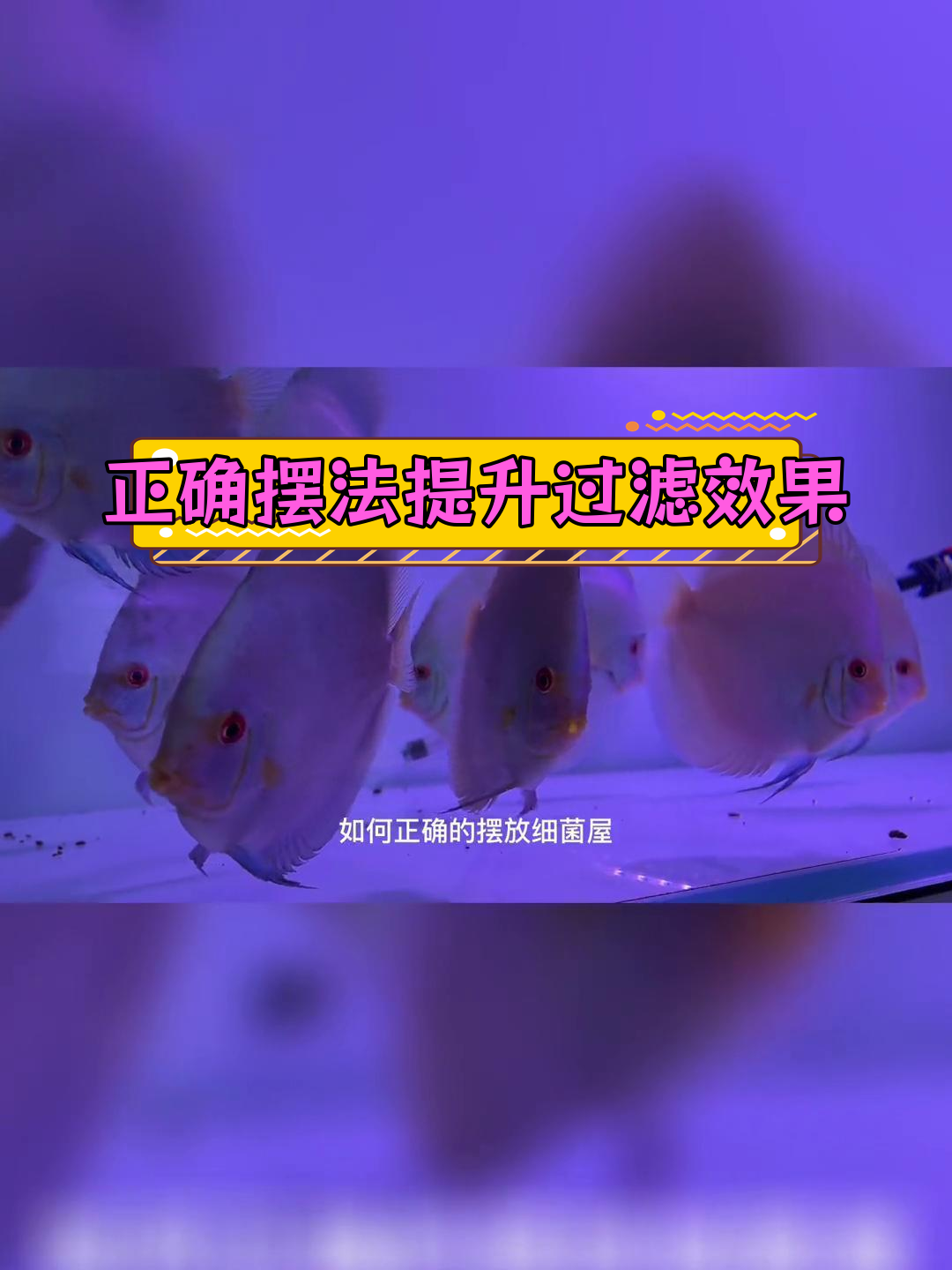 细菌屋摆放方向大揭秘,竖放更高效