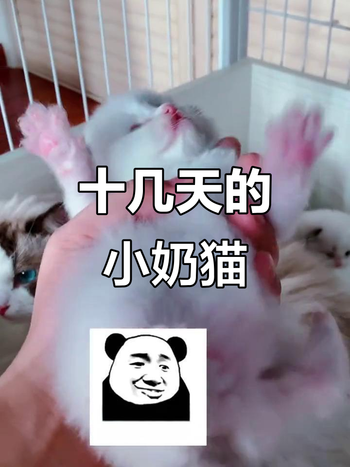 小猫咪的成长趣事,烤成什么样了?