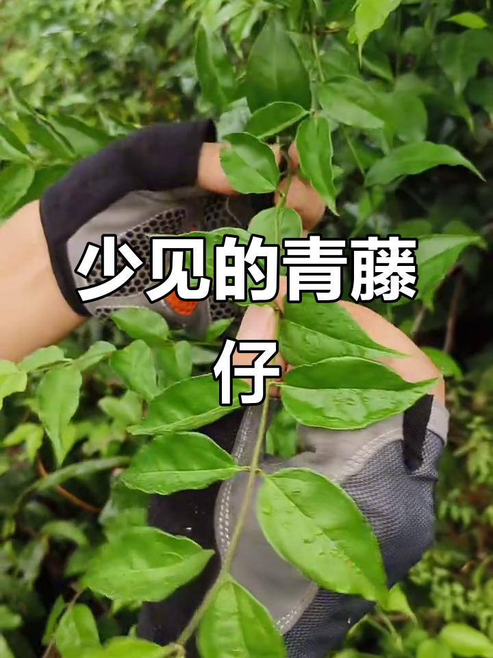 青藤仔:一种罕见的山地植物,别名鸡骨香与纽菇塘