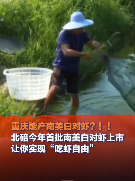 近日重庆,重庆能产南美白对虾?!北碚今年首批南美白对虾上市,让你实现“吃虾自由”
