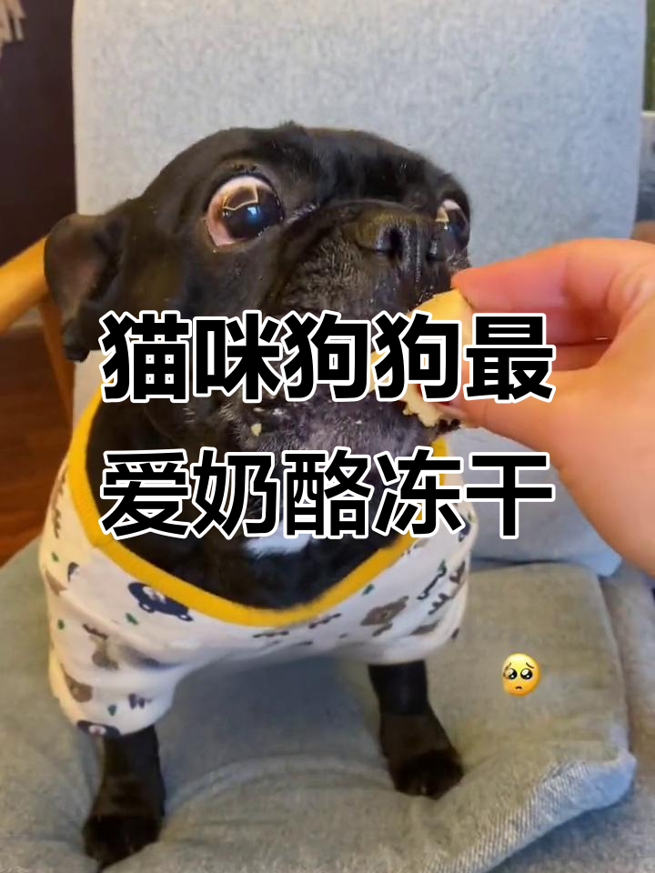 小猫小狗都爱吃的奶酪鳕鱼冻干,酥脆可口停不下来