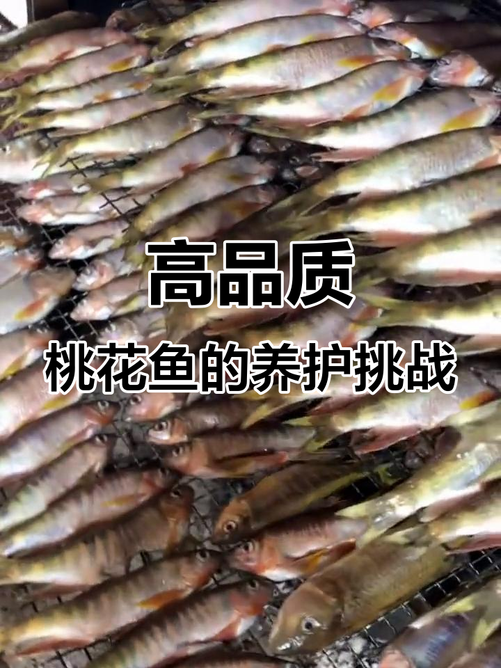 桃花鱼对水质要求极高,养殖难度大