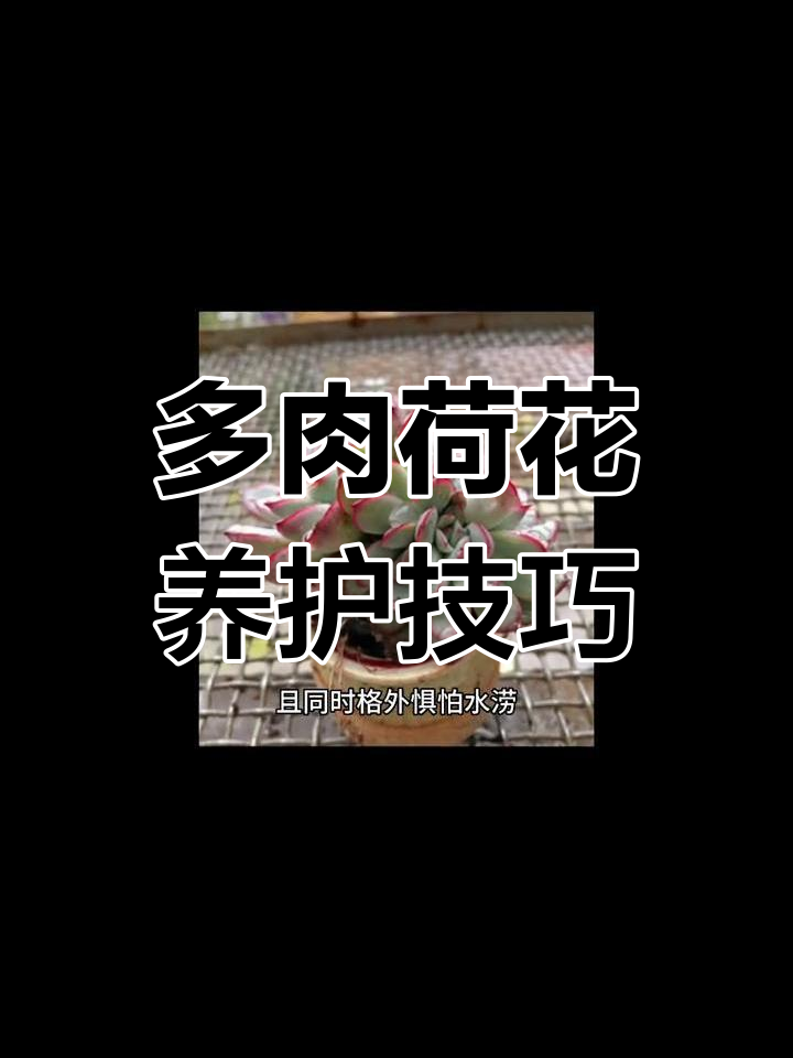 荷花多肉植物养护全攻略,轻松打造美丽盆栽