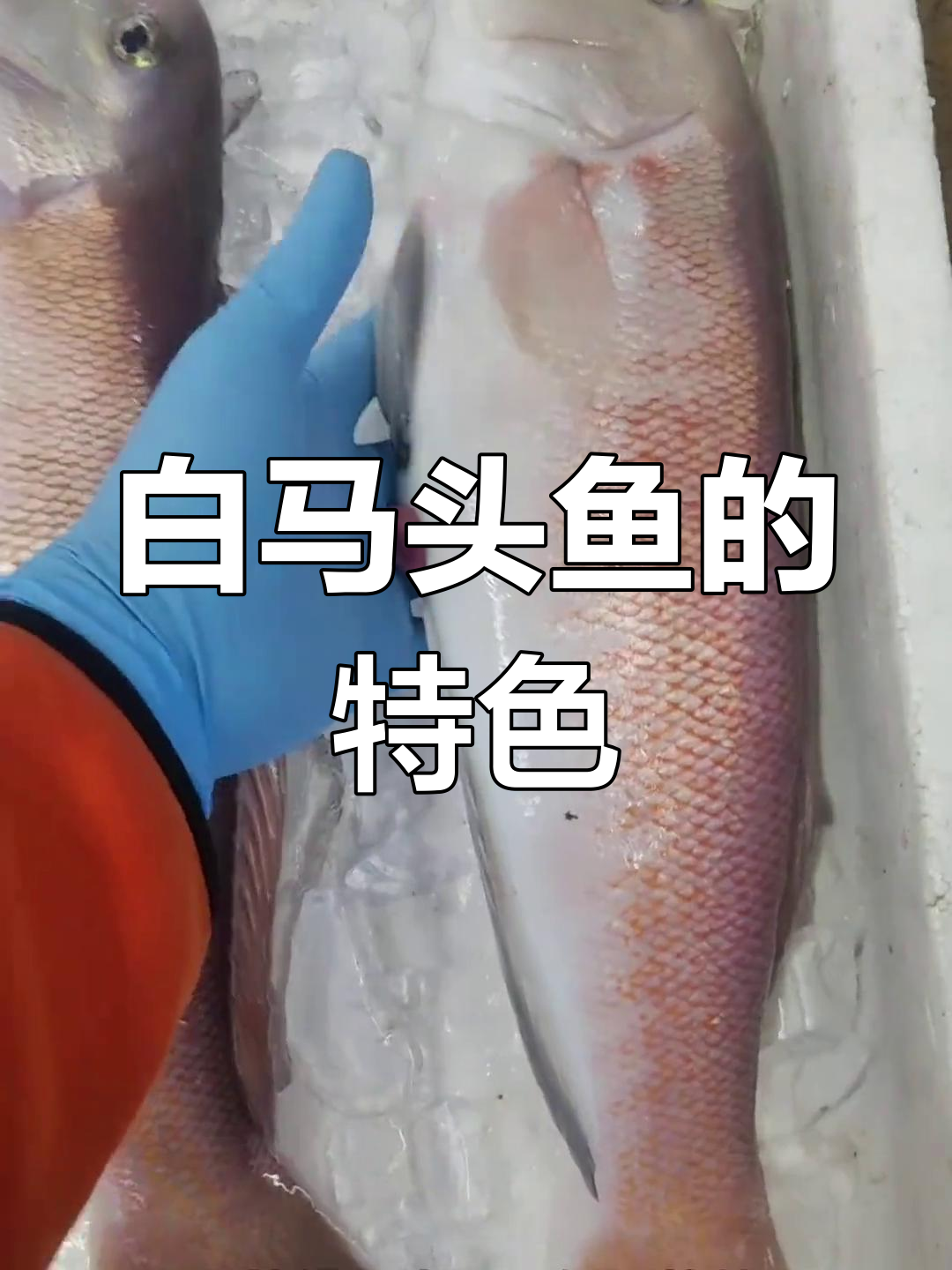 白马头鱼:最大最亲民的马头鱼类,栖息浅海捕捞技巧揭秘