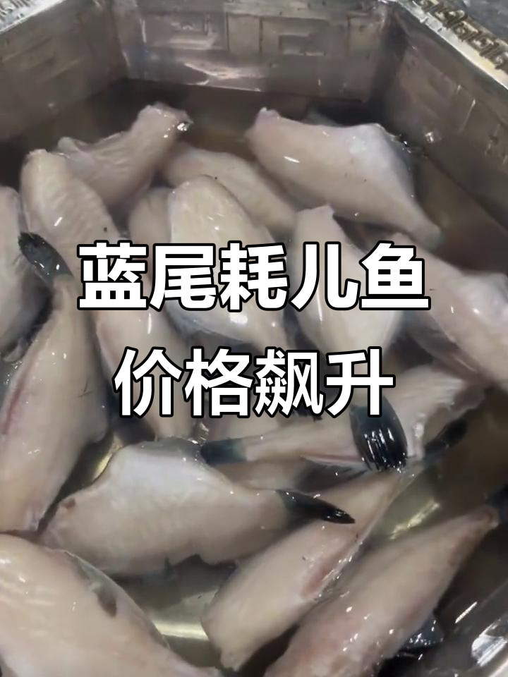 蓝尾耗儿鱼进货价暴涨,50元一斤成新常态