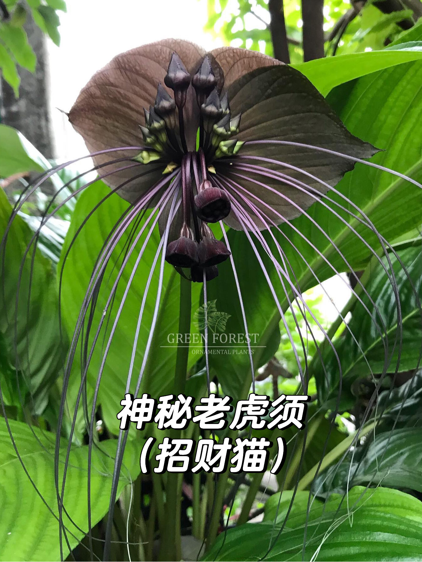 老虎须又叫招财猫!好好看养护知识下翻～