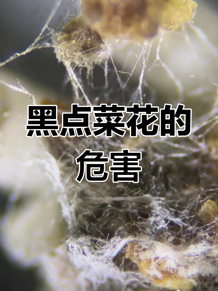 菜花黑点背后的真相