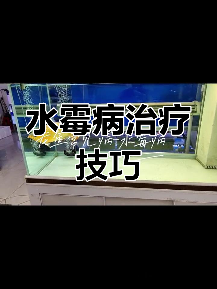 龙鱼水霉病防治方法