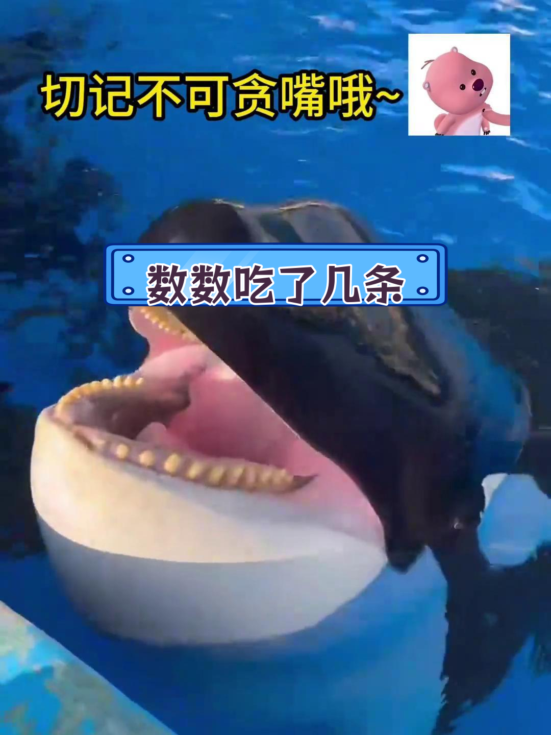 虎鲸吃鱼,萌态十足