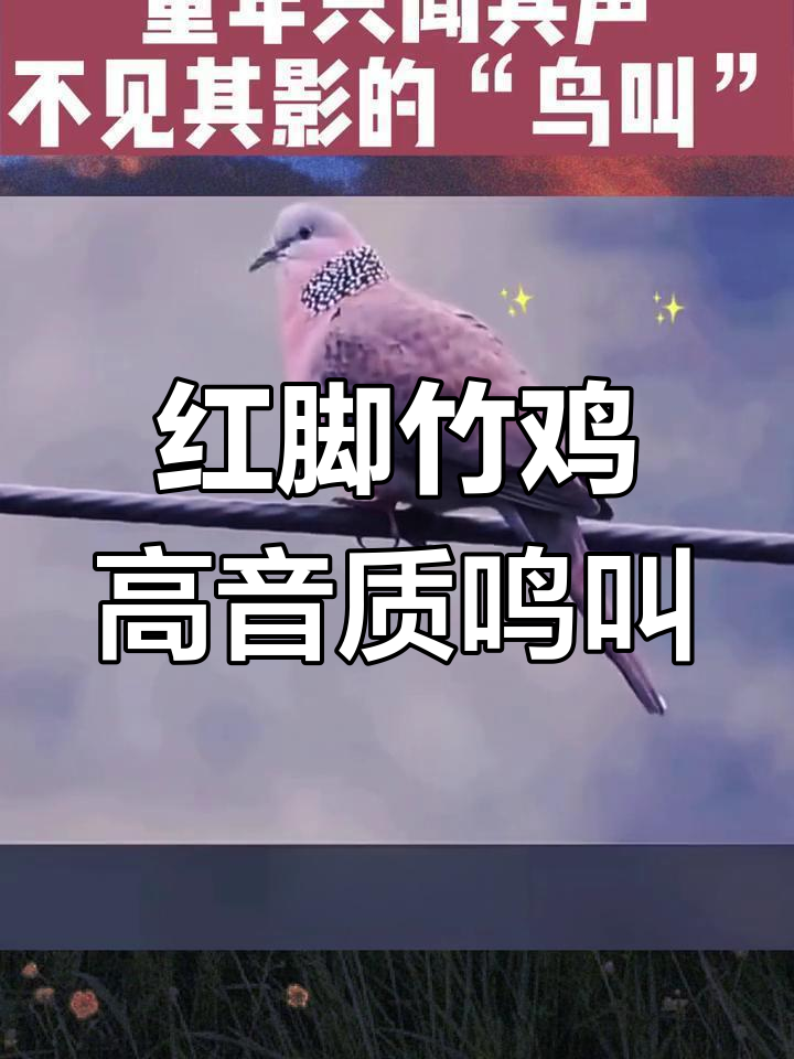 红脚竹鸡诱捕叫声,音质超乎想象