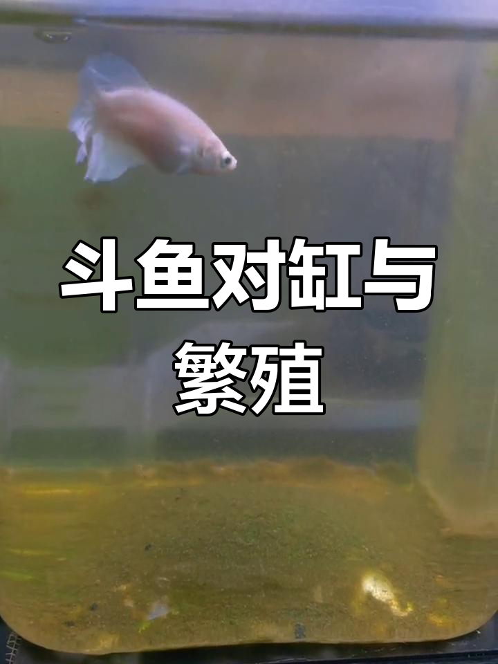 大耳半月母鱼抱卵繁殖过程