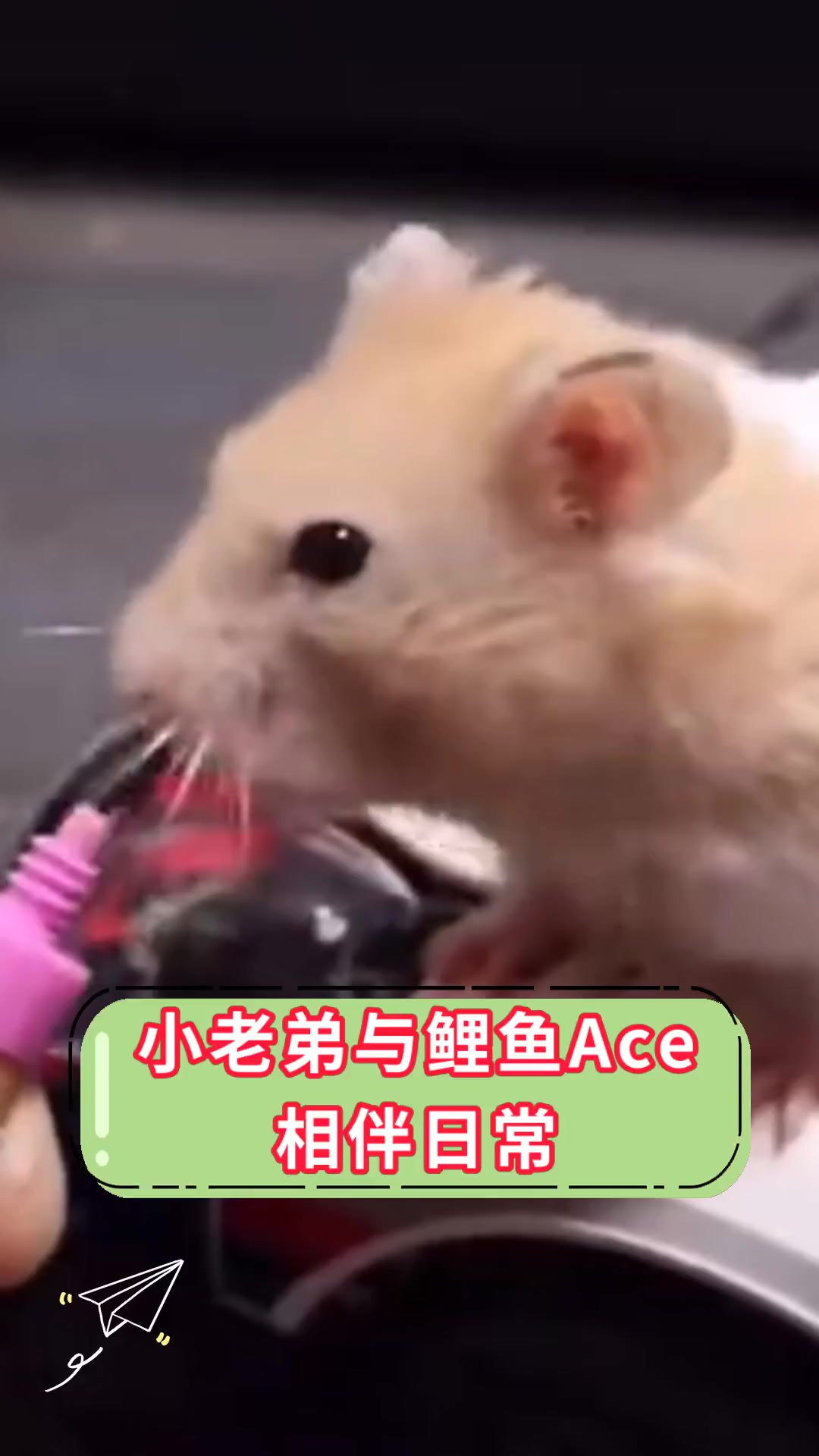 小老弟与鲤鱼Ace,相伴日常