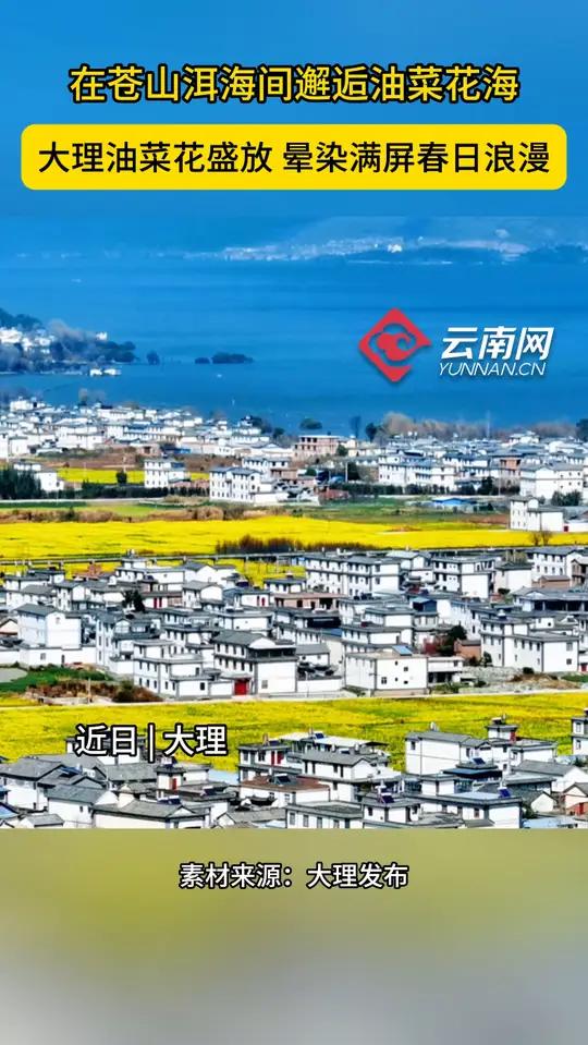 大理油菜花盛景,美到令人心醉
