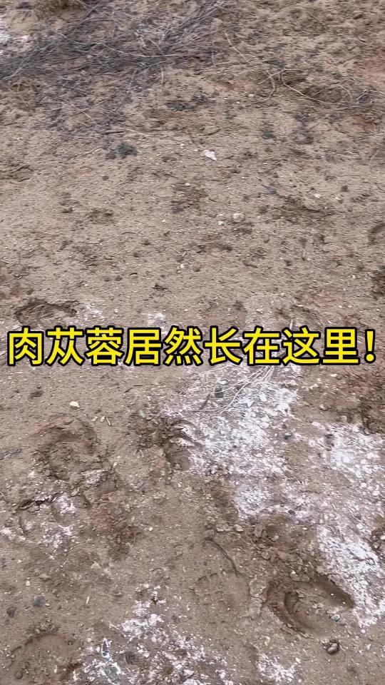 特殊的地理环境造就神奇的物种~