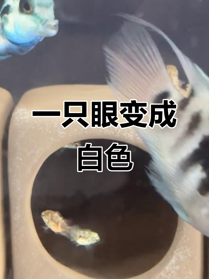 早上发现迷你鹦鹉鱼眼睛变白,怎么回事?