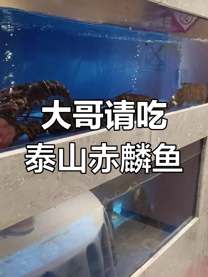 泰山赤鳞鱼6万一条,大哥热情款待让我尝鲜