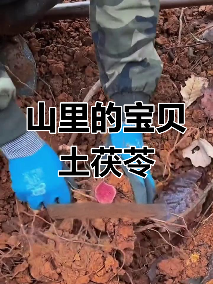 土茯苓煲汤,山里遇到别错过!