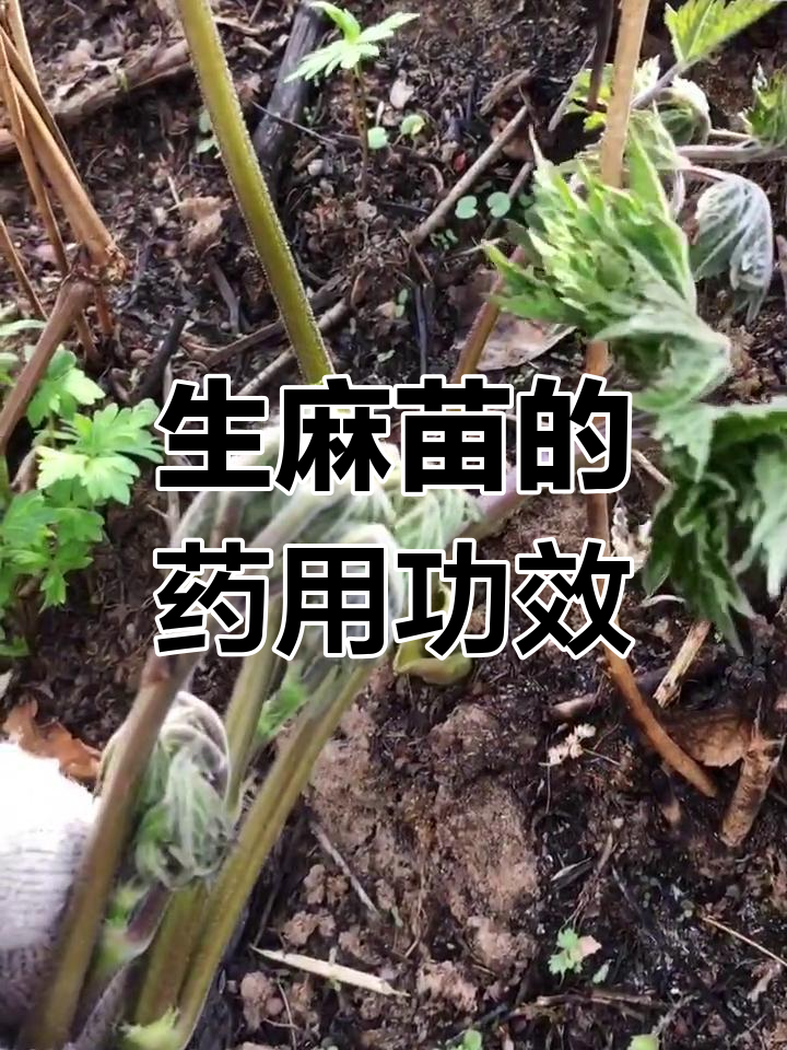 苦老芽:生麻的幼苗与药用价值