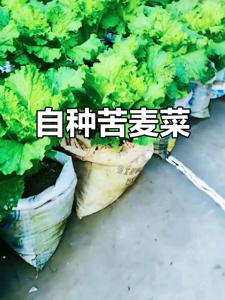 苦麦菜:甜中带苦,农村自种有机蔬菜的独特风味