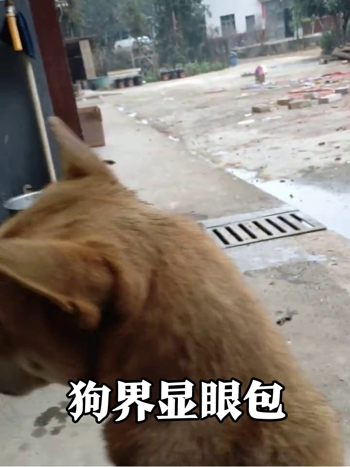 狗子站成表情包!这警觉度不去当保安可惜了