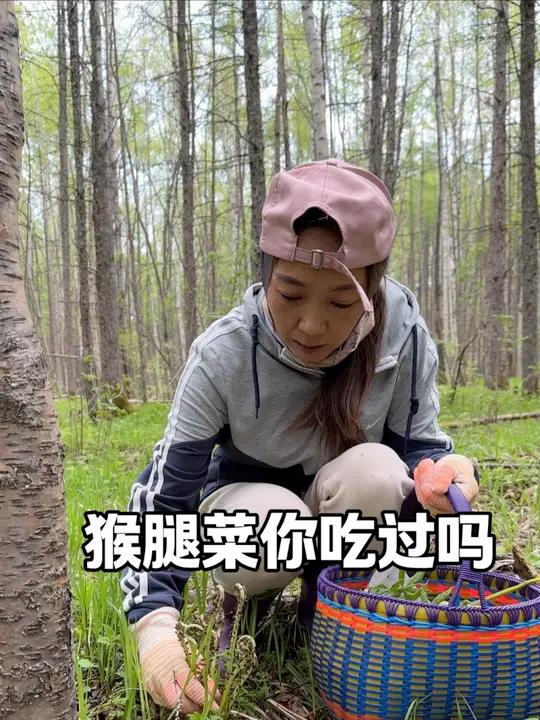 南方不敢吃,北方从小吃到大的山野菜猴腿,很多人把它跟牛毛广认混了,嘎嘎营养健康,放心吃就完