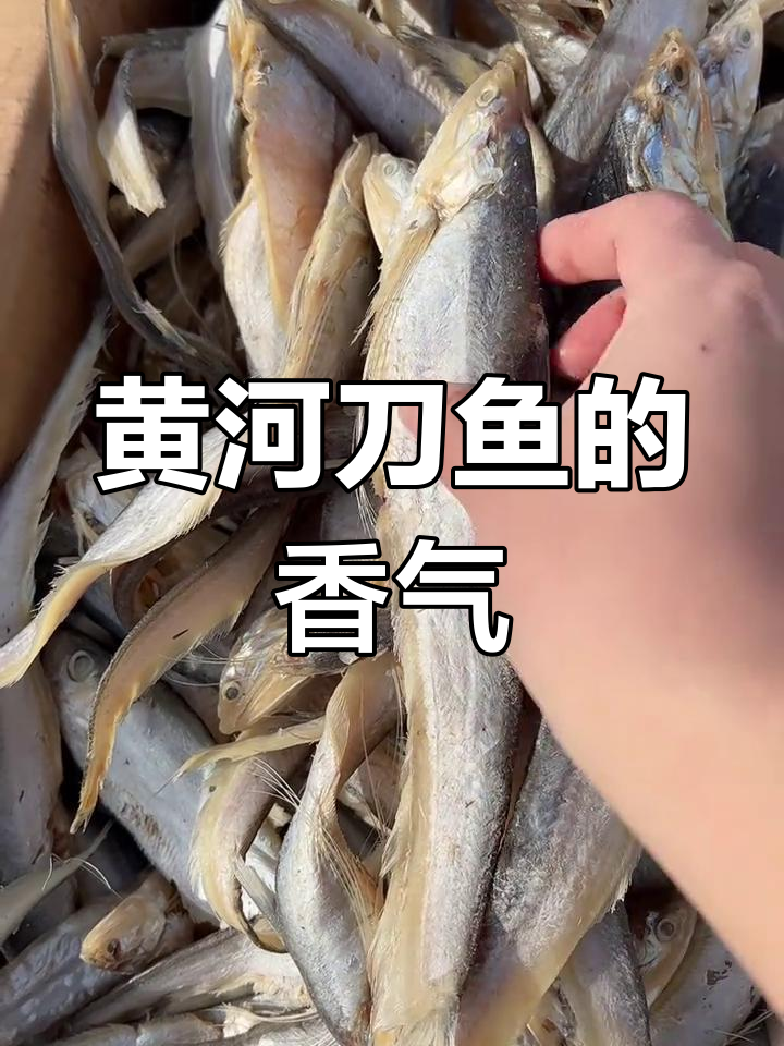 黄河刀鱼:香脆美味,油性十足的独特美食