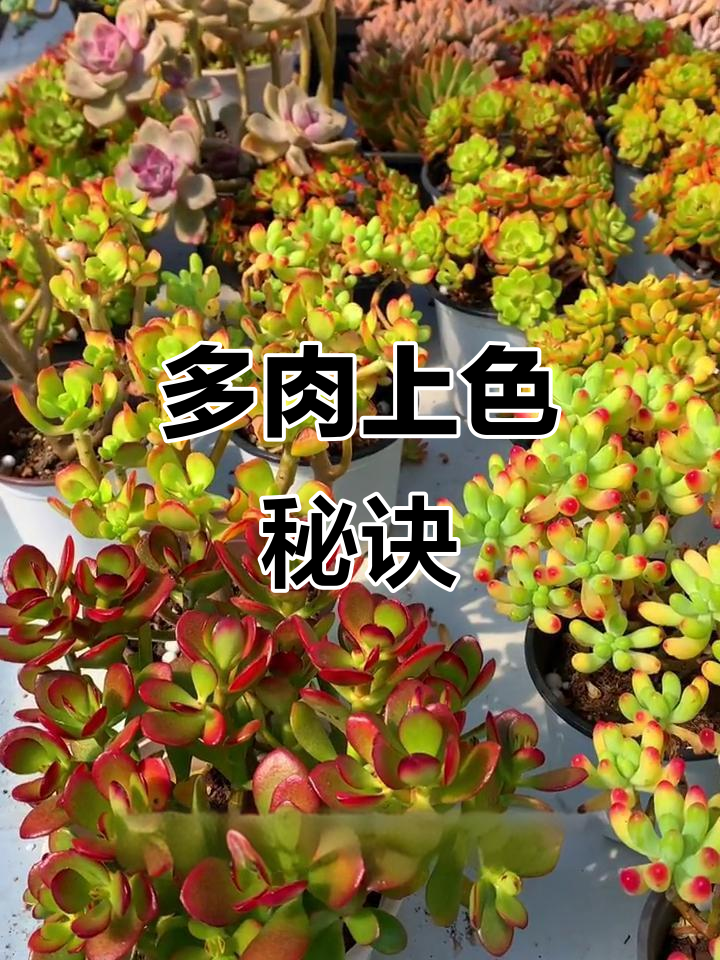 给多肉上色有诀窍,掌握技巧轻松打造美丽植物!