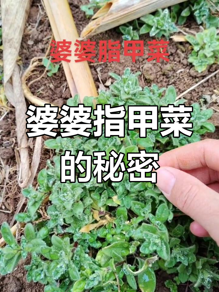 大山里的神奇植物,指甲菜你见过吗?