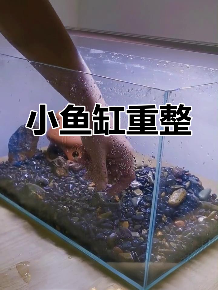 蓝鳌虾新家打造,小鱼缸重新造景