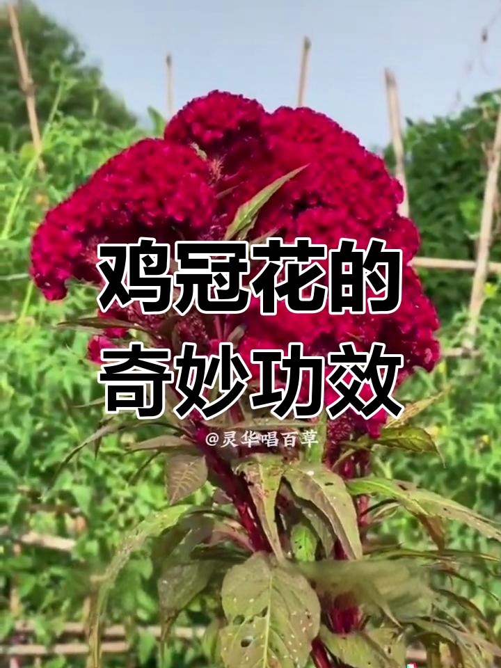 鸡冠花全身是宝,叶籽皆有药用价值
