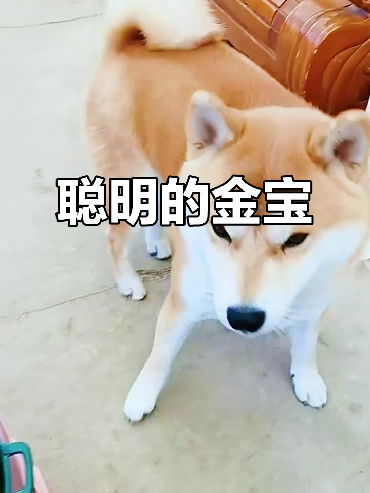 金宝,这只柴犬聪明又萌,做事总是有条不紊