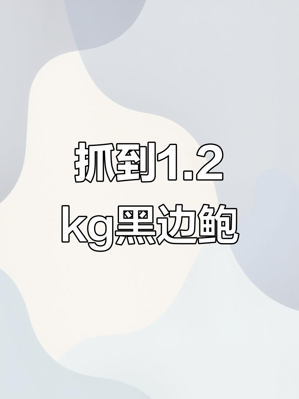 首次捕获1.2kg黑边鲍鱼，澳洲海域大丰收！