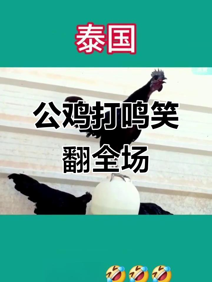 各国公鸡打鸣大比拼,谁的叫声最搞笑?