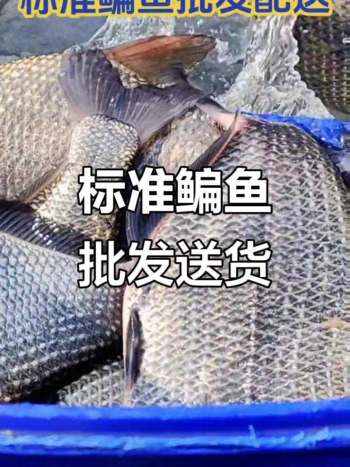 渔民生活实拍:标准鳊鱼批发配送,百斤一桶轻松搞定
