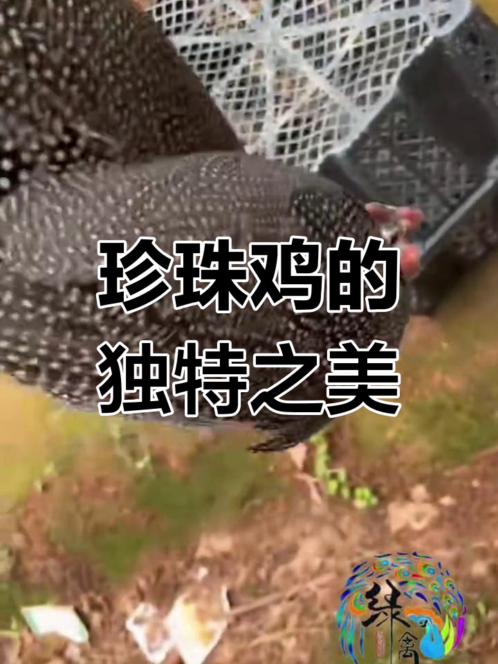 珍珠鸡,灰羽白点,形似孔雀,独特而美丽