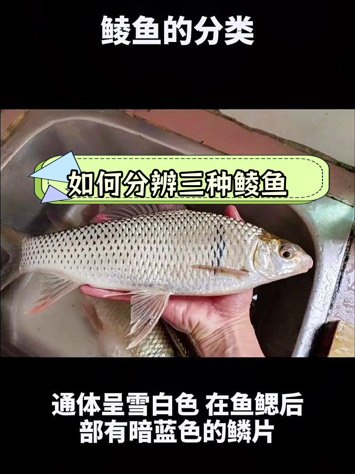 鲮鱼种类解析,如何区分不同品种