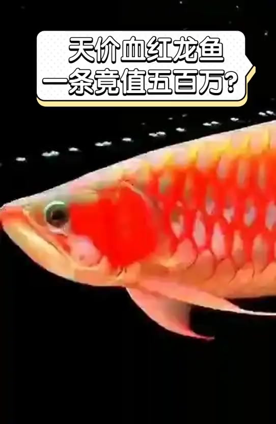天价血红龙鱼,一条竟值五百万?