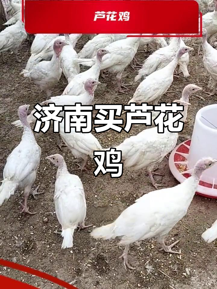 济南芦花鸡养殖基地,纯种芦花鸡苗价格与饲养技巧