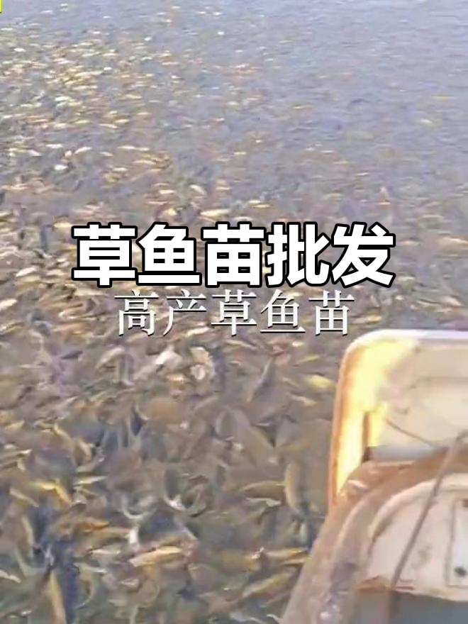 优质草鱼苗供应,广州、深圳及惠州多地可批发