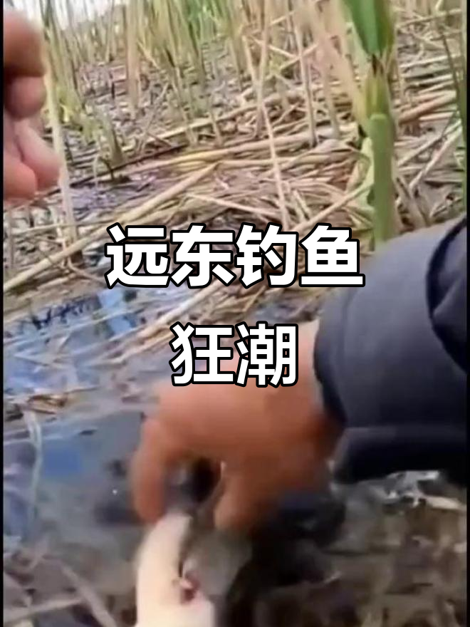 俄罗斯远东无人区野钓，鲸鲫大扁频频上钩