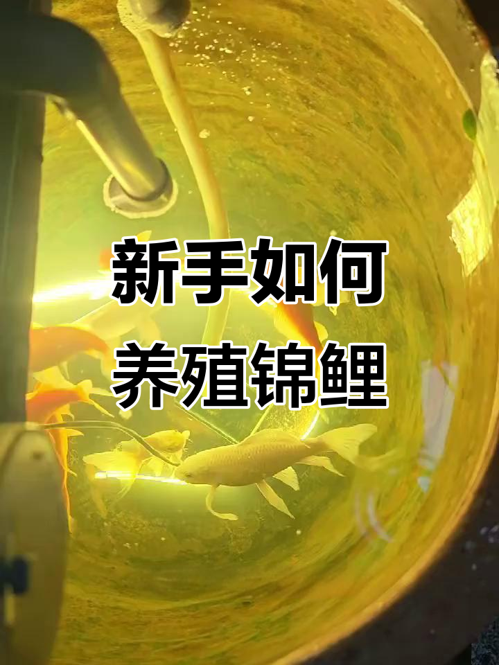 新手养锦鲤全攻略：从鱼缸选择到日常管理