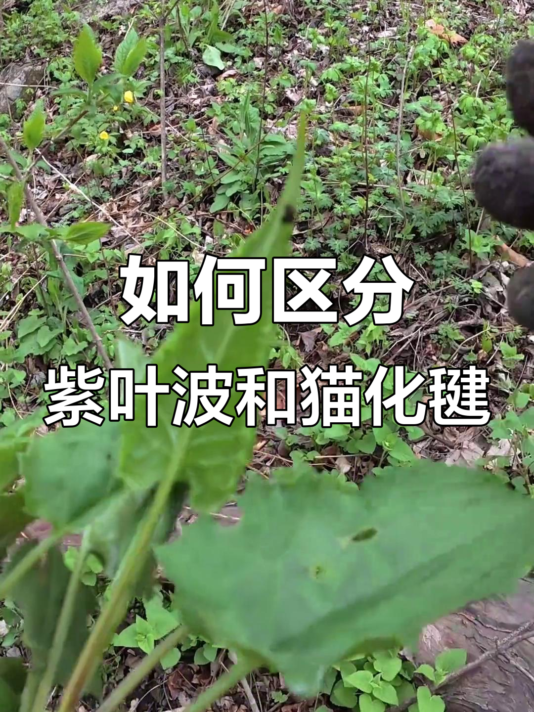 紫叶菠菜与花剑的区别,教你如何分辨