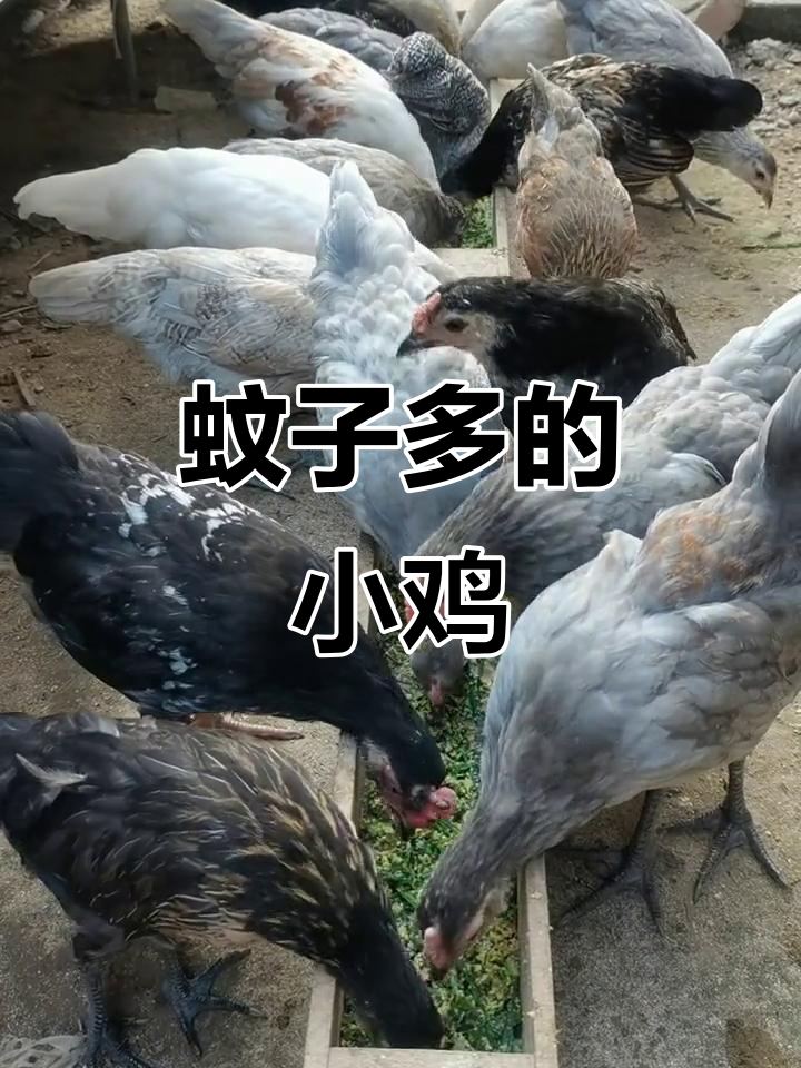 小鸡被蚊子咬得满脸疙瘩,农村生活真不易