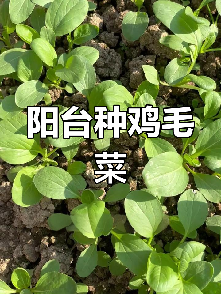 鸡毛菜:北方流行的小白菜,阳台种植轻松上手