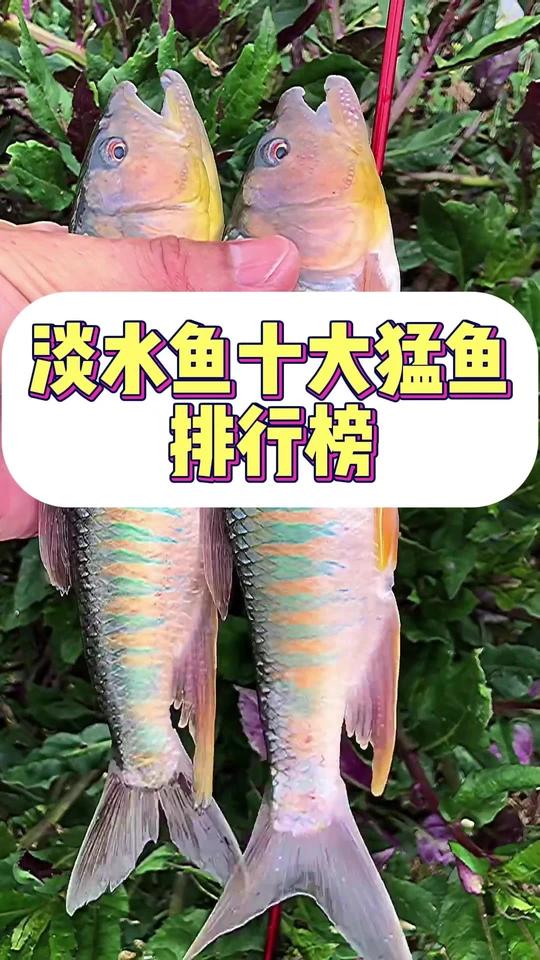 淡水鱼十大猛鱼排行榜
