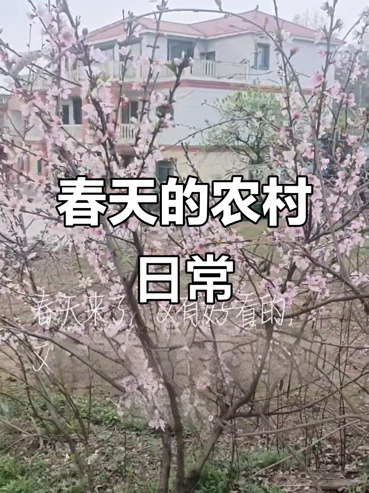 春天里的乡村美景,鱼塘钓鱼与菜园生活