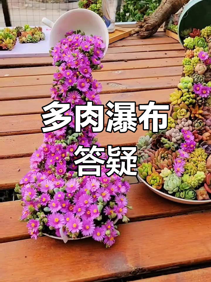 瀑布多肉造型超受欢迎,常见问题解答来啦!